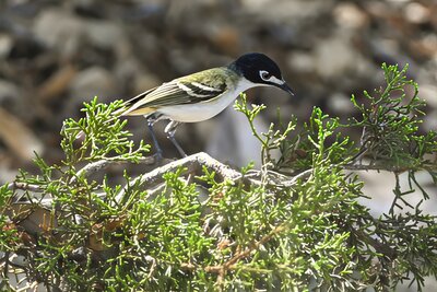 Black-capped Vireo (Vireo atricapilla) | Kerr County, TX
