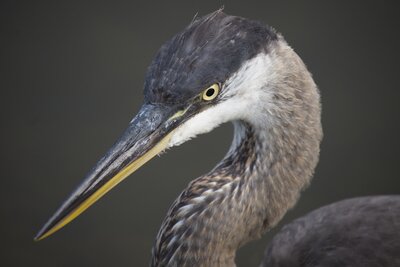 Great Blue Heron (Ardea herodias) | Atlanta, GA