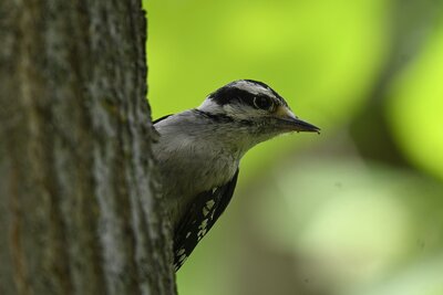 Downy Woodpecker (Dryobates pubescens) | Chicago, IL