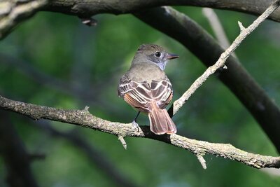 Great Crested Flycatcher (Myiarchus crinitus) | Eastern USA