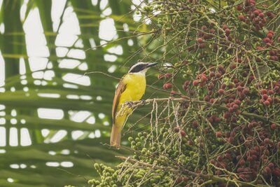 Great Kiskadee (Pitangus sulphuratus) | South Texas