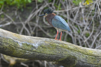 Green Heron (Butorides virescens) | Chicago, IL