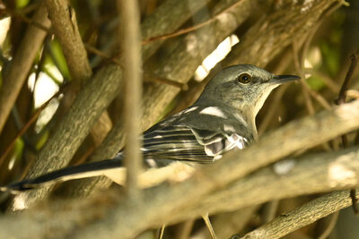 Northern Mockingbird (Mimus polyglottos) | North America