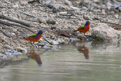 Painted Bunting (Passerina ciris) | Kerr County, TX