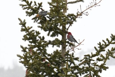 Pine Grosbeak (Pinicola enucleator) | Denver, CO