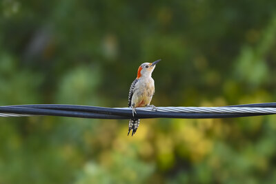 Red-bellied Woodpecker (Melanerpes carolinus) | Austin, TX