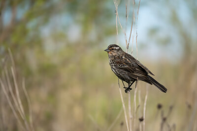Red-winged Blackbird (Agelaius phoeniceus) - Female | North America