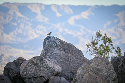Rock Wren (Salpinctes obsoletus) | Palm Springs, CA