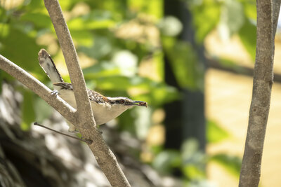 Rufous-backed Wren (Campylorhynchus capistratus) | Guanacaste, Costa Rica