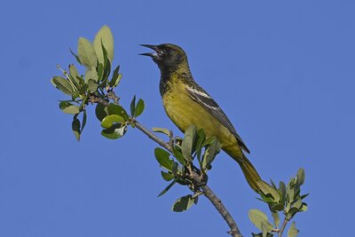 Scott's Oriole (Icterus parisorum) | Kerr County, TX