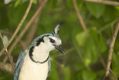 White-throated Magpie-Jay (Calocitta formosa) | Guanacaste, Costa Rica
