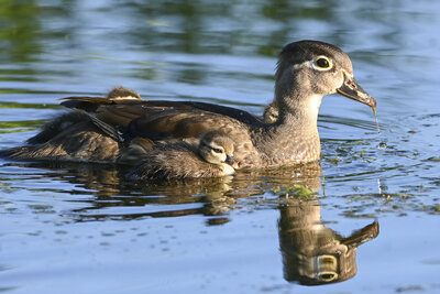 Wood Duck (Aix sponsa) | Chicago, IL