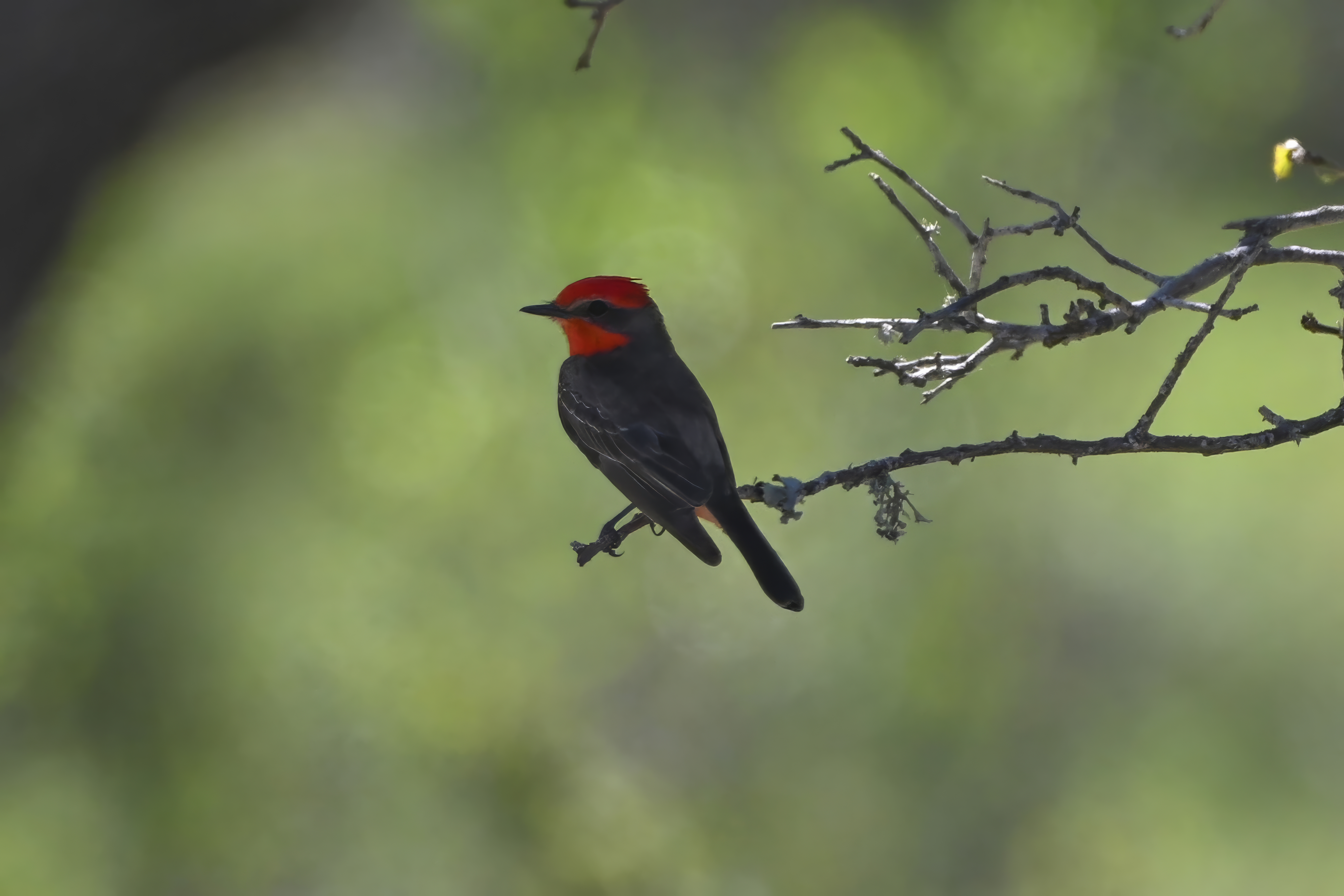 Vermilion Flycatcher (Pyrocephalus rubinus) | Kerr County, TX