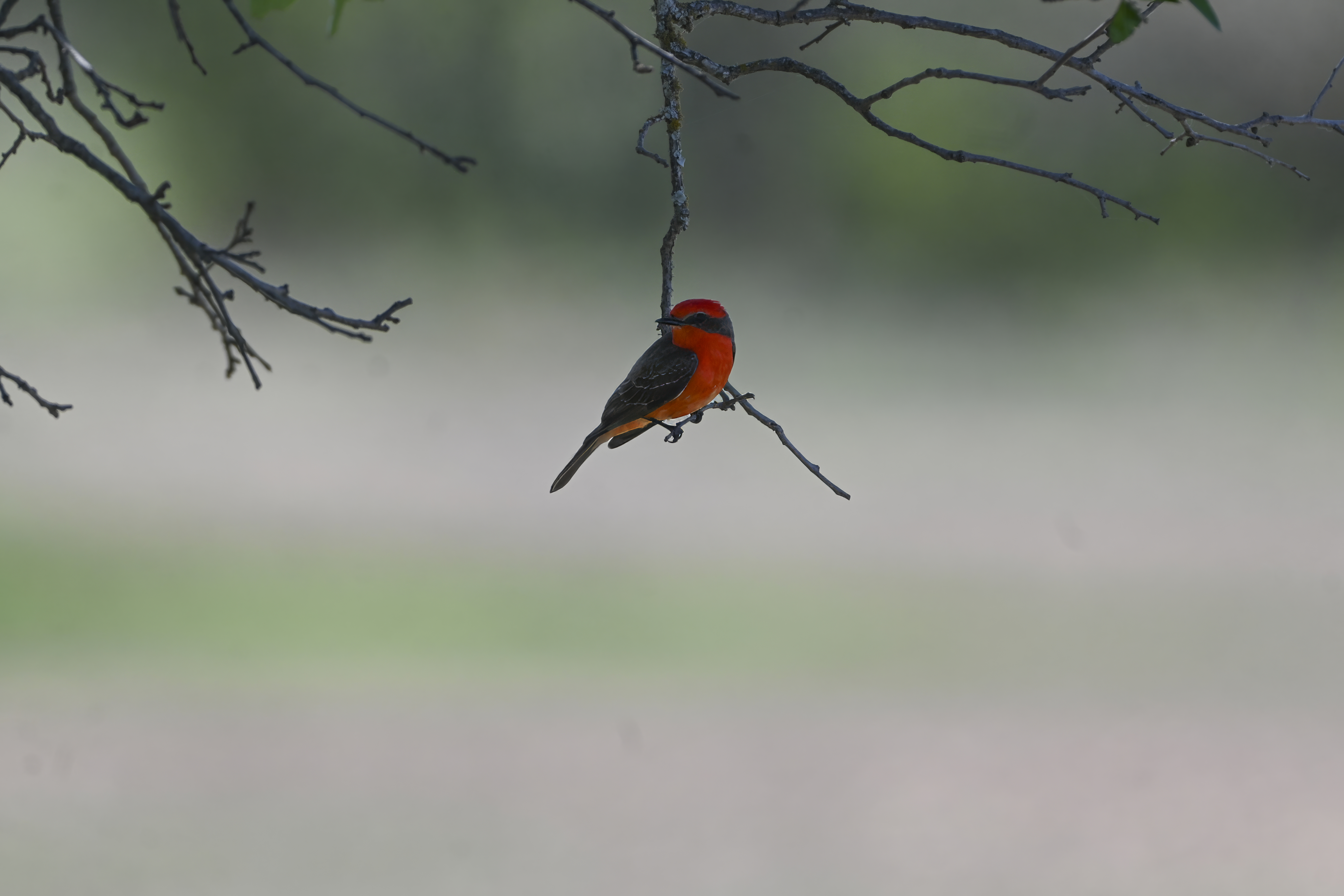 Vermillion Flycatcher on a post