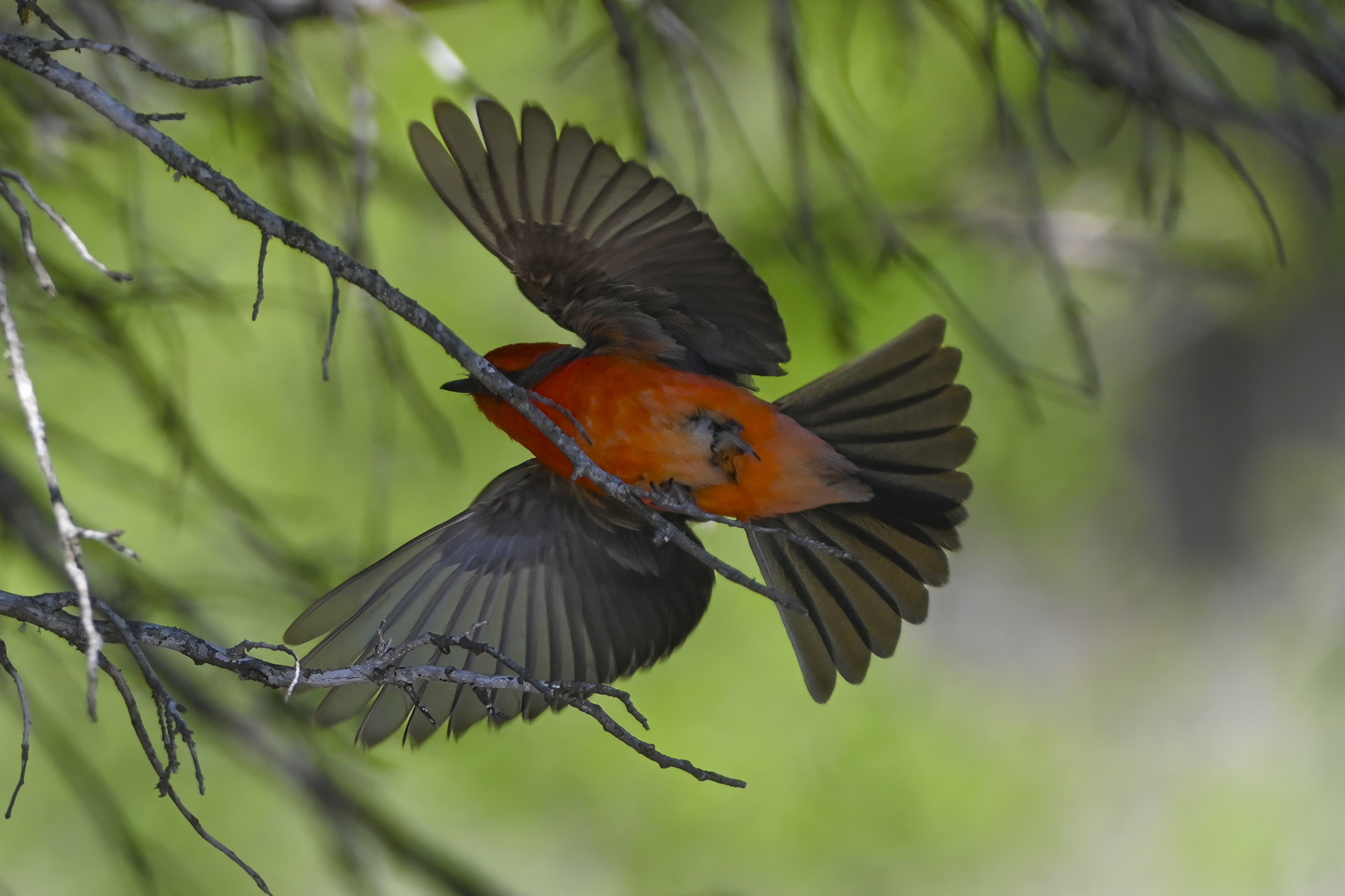 Male Vermilion Flycatcher with bright red crown and underparts