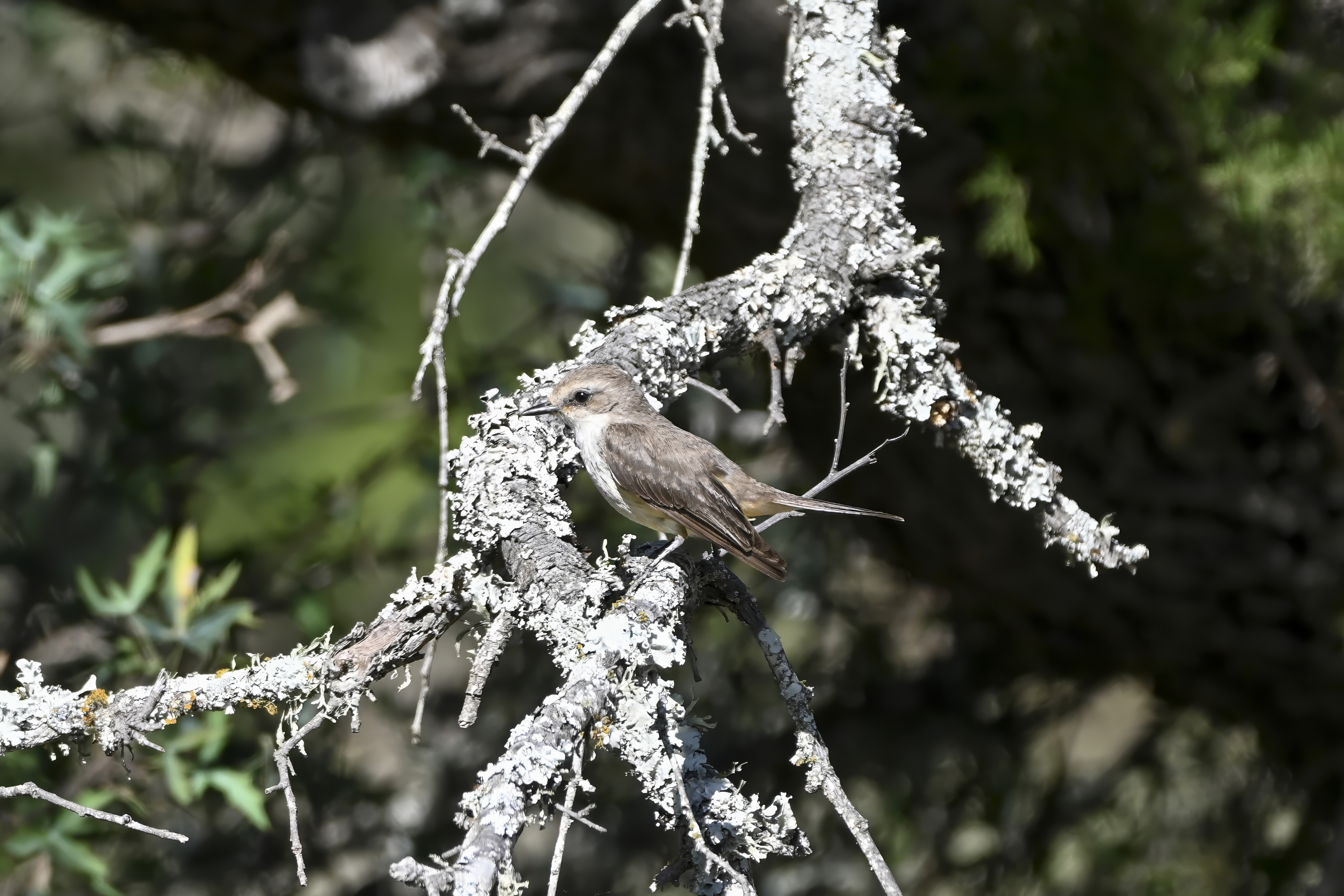 Female Vermilion Flycatcher in subdued coloration