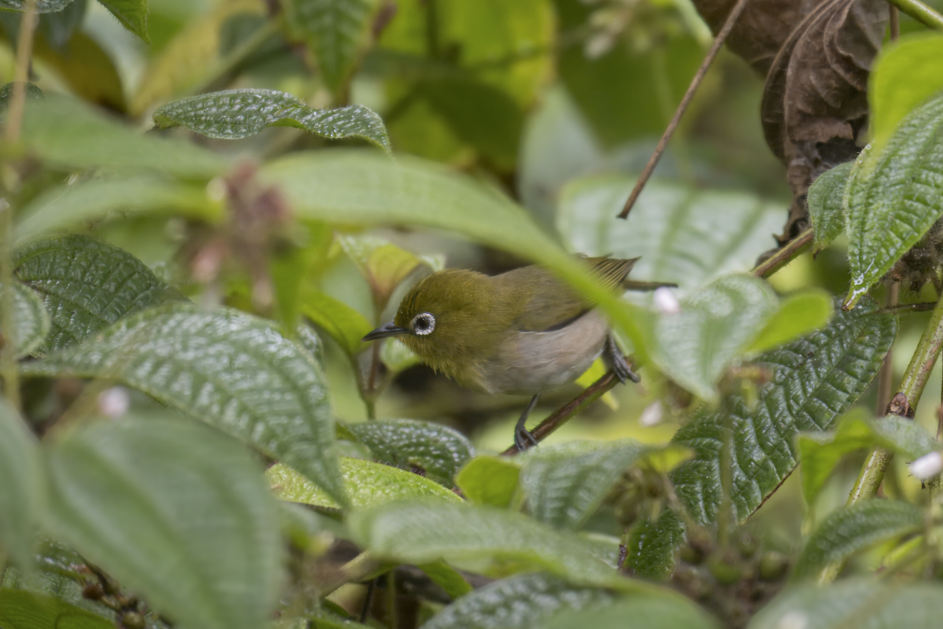 Small bird with a white circle around its eye on a small branch