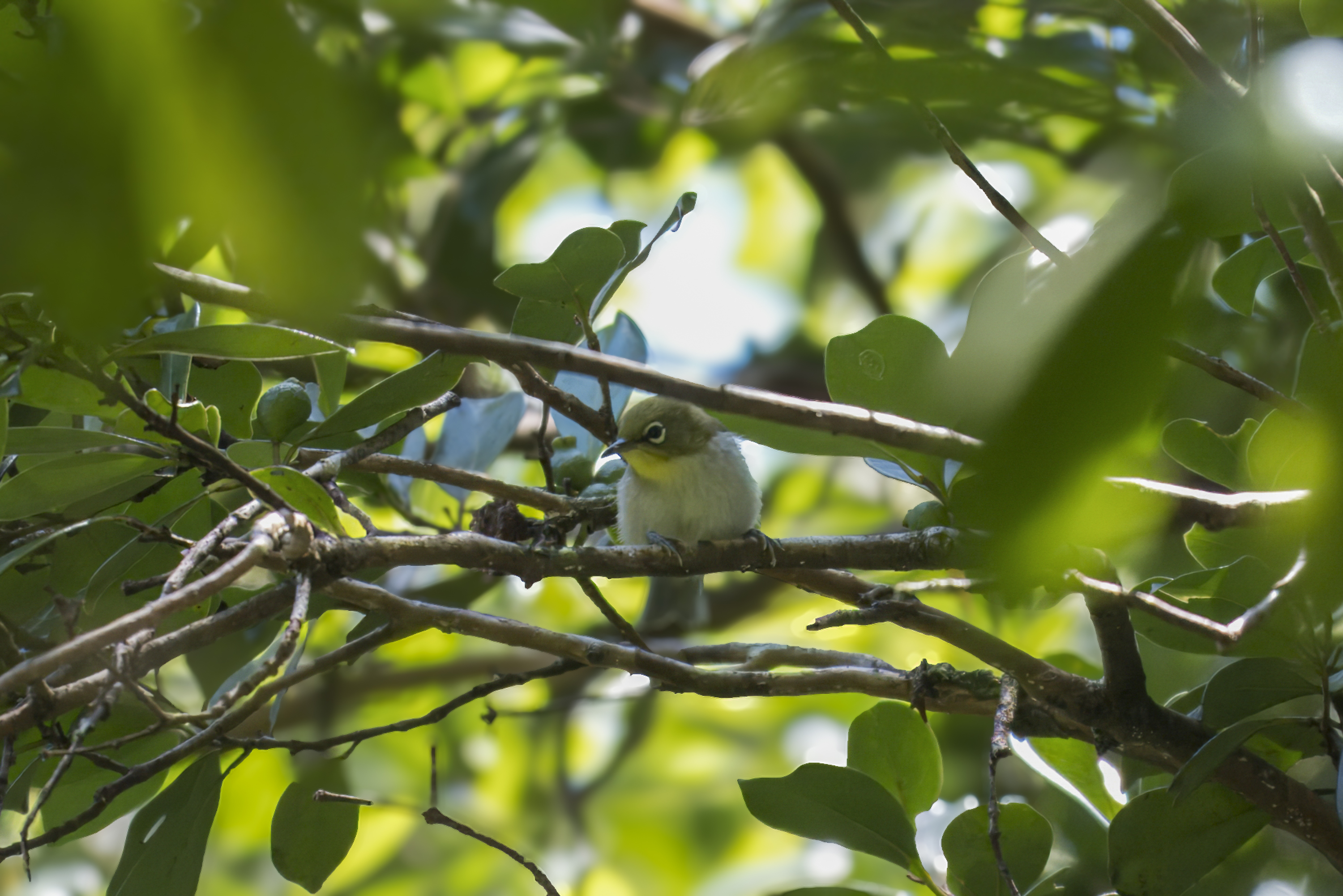 A small warbler with a distinct white eye ring