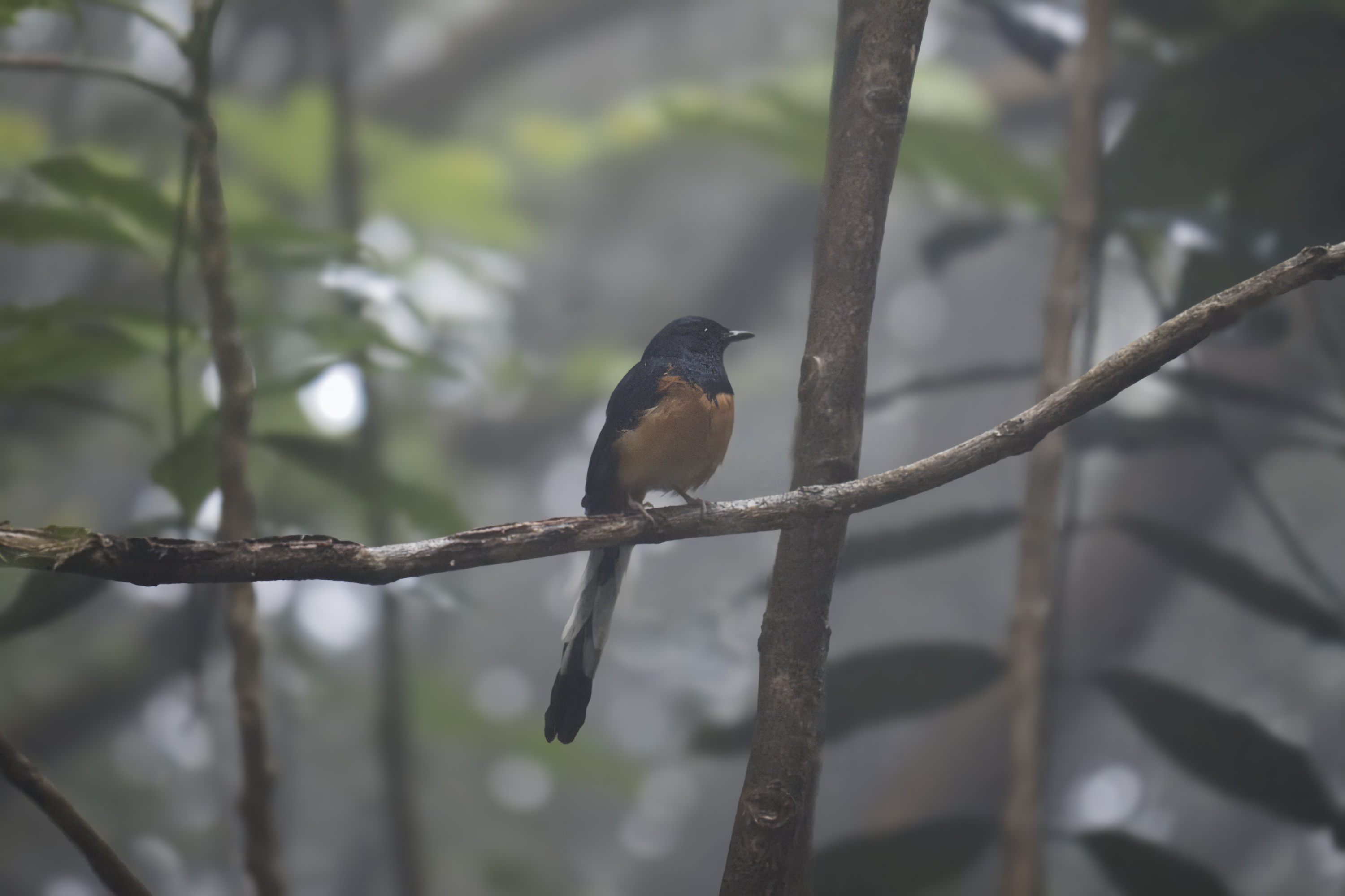 A dark blue bird with a brown-ish chest and a long tail on a branch in a rainy forest