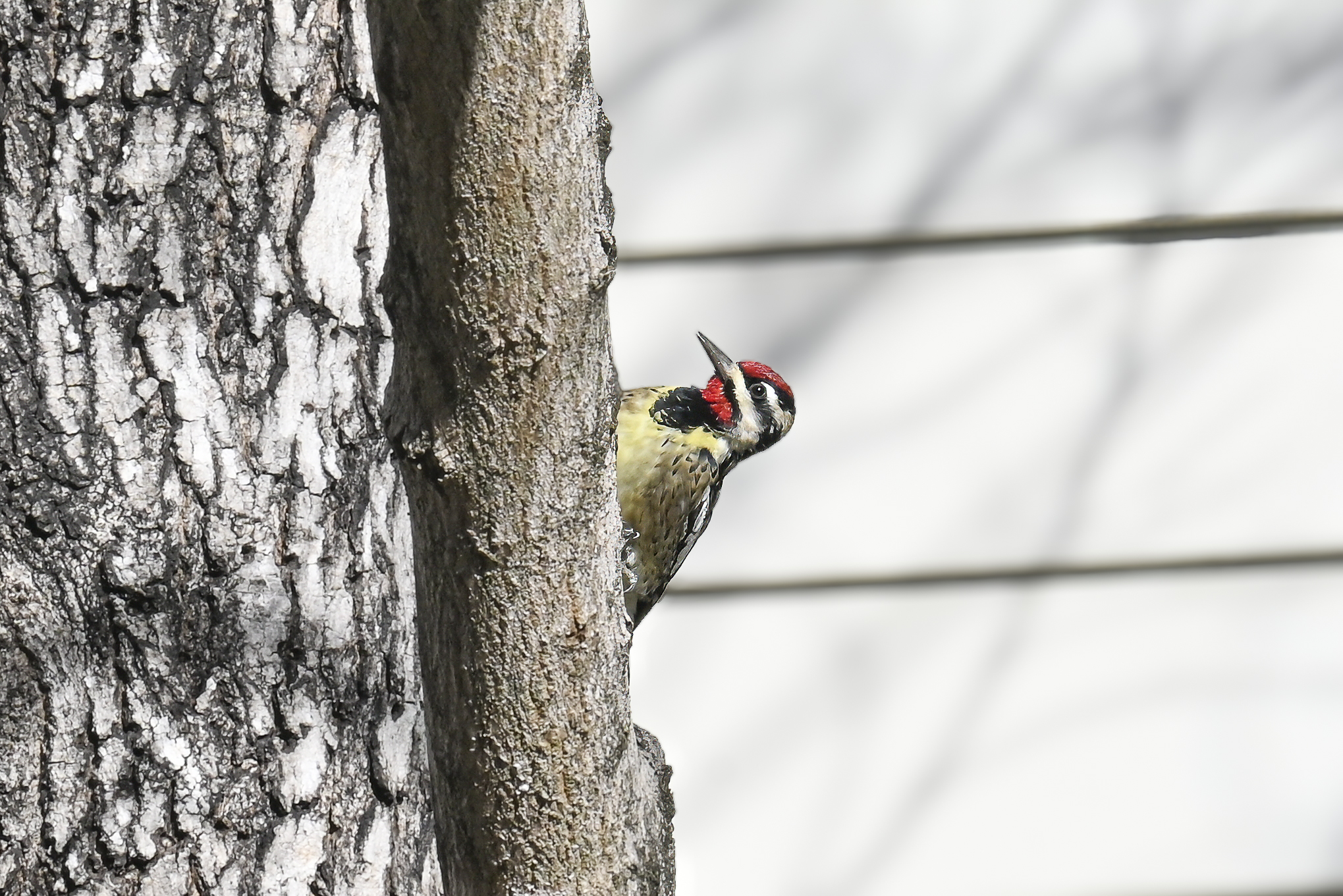 Yellow-bellied Sapsucker in Atlanta, GA
